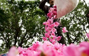 تورهای یک روزه آژانس مسافرتی همسفر پرواز