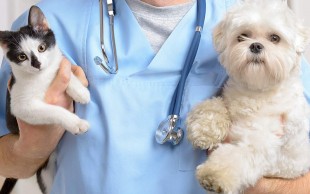 کلینیک دامپزشکی راد