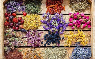 کارگاه گیاهان دارویی مناسب سلامت بدن در گیاه دانه