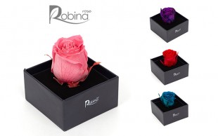 گل رز هلندی