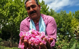 تور گلاب گیری  آژانس آرتین رایا