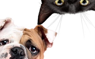 پانسیون حیوانات خانگی دربند