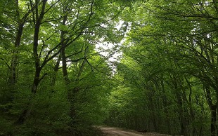 تور یک و نیم روزه آژانس بیتاگشت