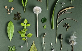 جشنواره گیاهان دارویی در گیاه دانه