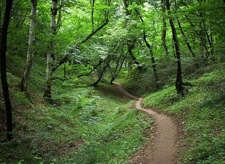 تور جنگل جوارم با رامین گشت ابرسام