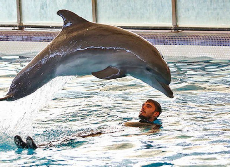 دلفیناریوم برج میلاد