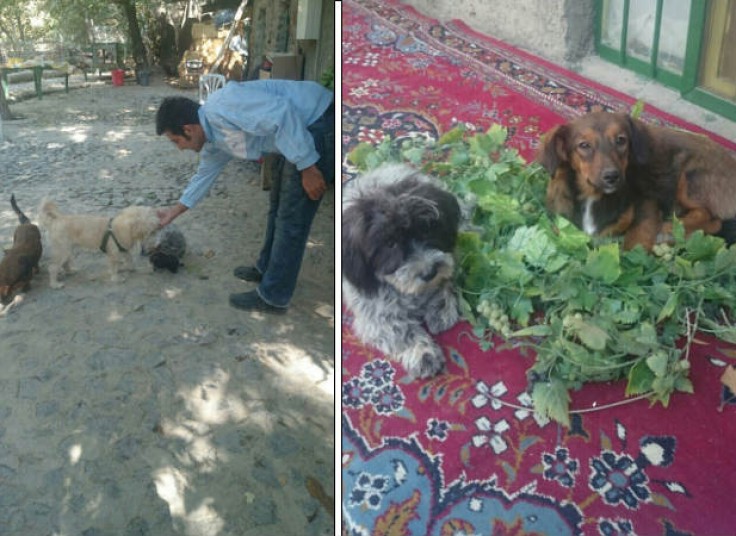 پانسیون حیوانات خانگی دربند