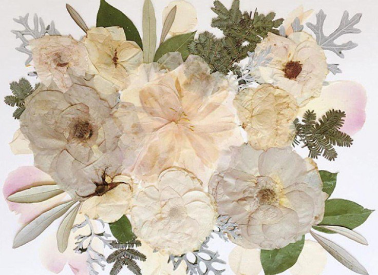 جشنواره گیاهان دارویی در گیاه دانه