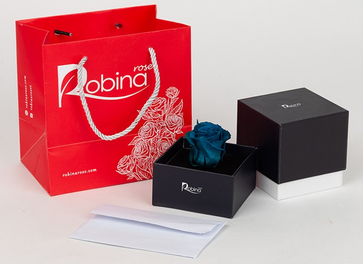 گل رز هلندی