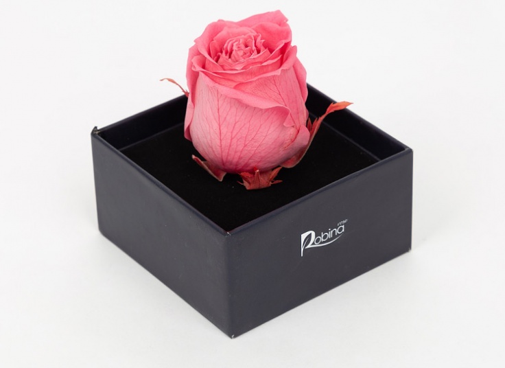 گل رز هلندی