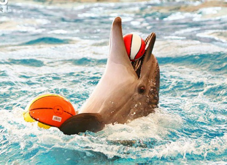 دلفیناریوم برج میلاد