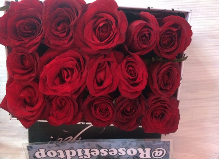 گل فروشی رز سفید