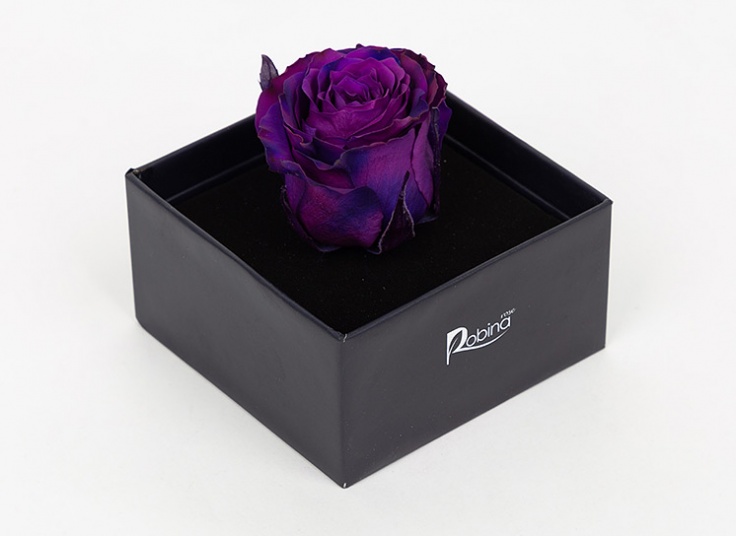 گل رز هلندی