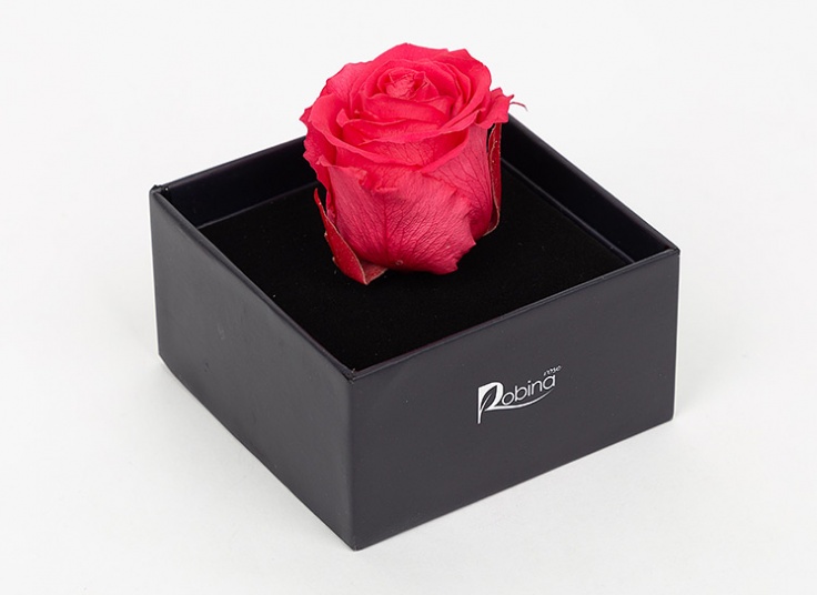 گل رز هلندی