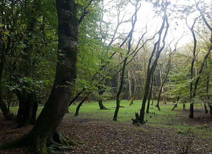 تور جنگل جوارم با رامین گشت ابرسام