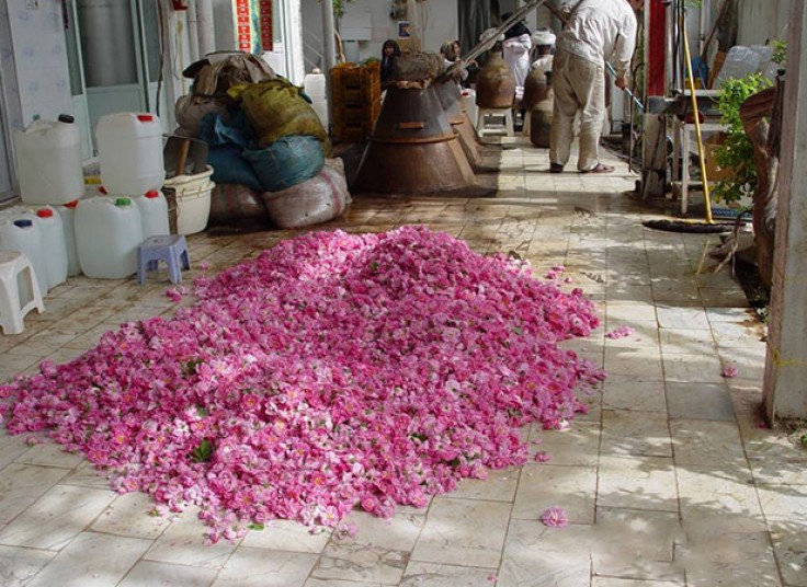 تور گلاب گیری  آژانس آرتین رایا