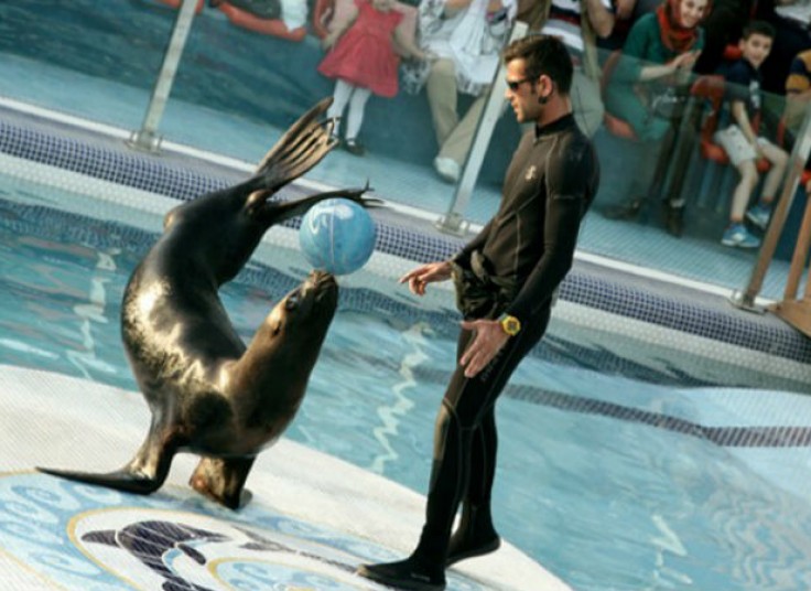 دلفیناریوم برج میلاد