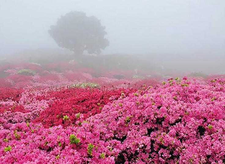 تور یک روزه گلاب گیری کاشان با آژانس مهر اندیشان