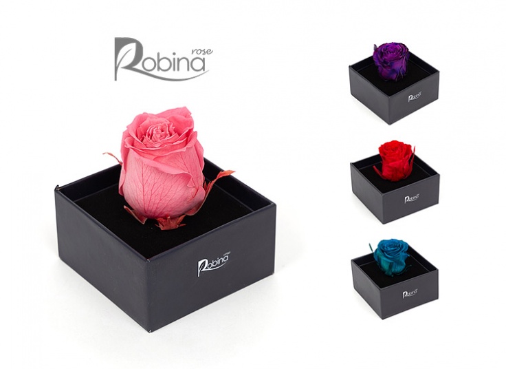 گل رز هلندی