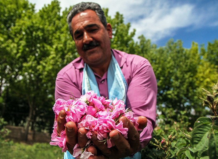 تور گلاب گیری  آژانس آرتین رایا