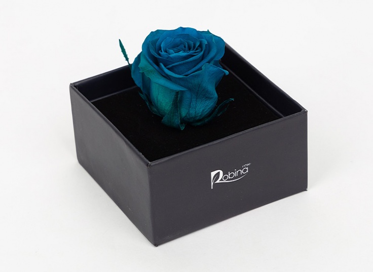 گل رز هلندی