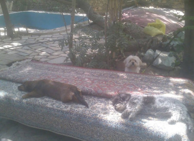 پانسیون حیوانات خانگی دربند