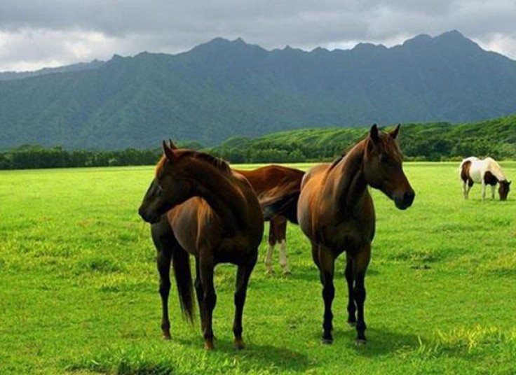 تور های نوروزی آژانس همسفران سینا