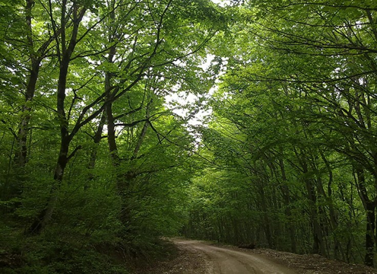 تور یک و نیم روزه آژانس بیتاگشت