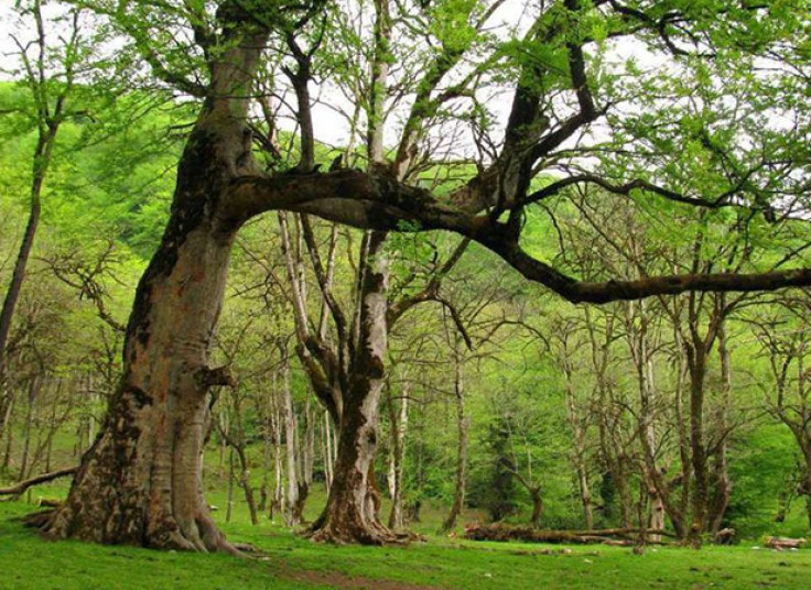 تور جنگل جوارم با رامین گشت ابرسام