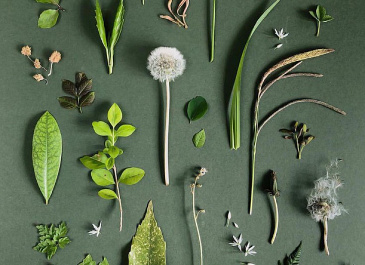 جشنواره گیاهان دارویی در گیاه دانه