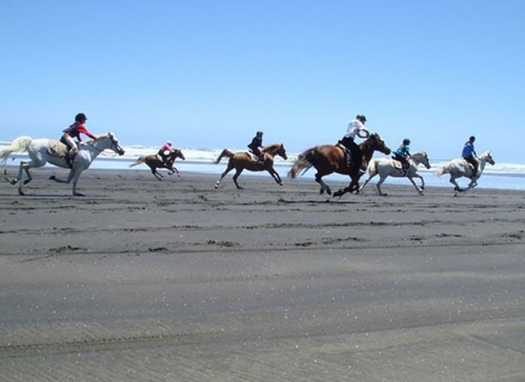 تور یک روزه آموزش حرفه ای سوارکاری