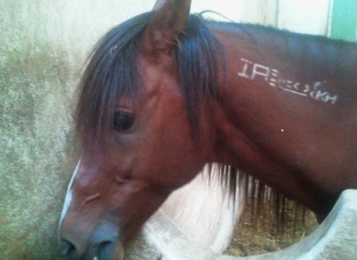 تور یک روزه آموزش حرفه ای سوارکاری