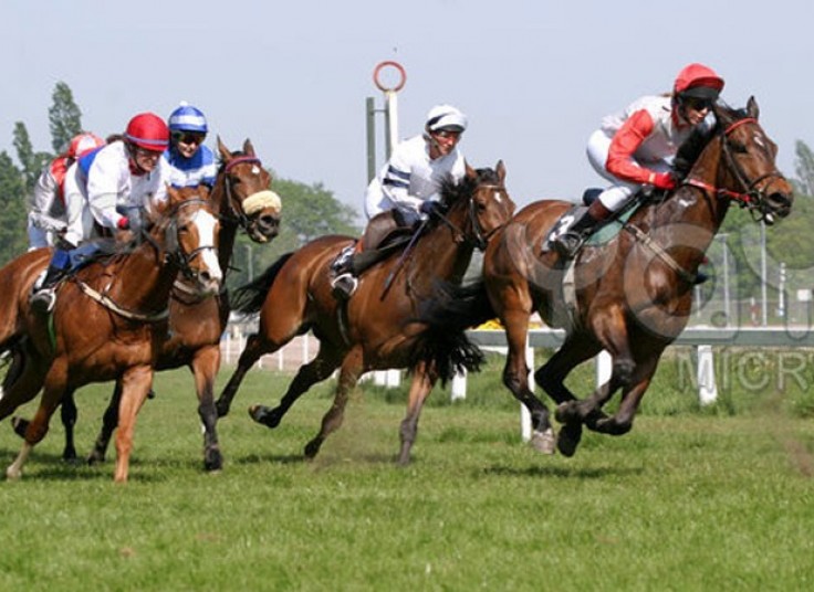 تور یک روزه آموزش حرفه ای سوارکاری