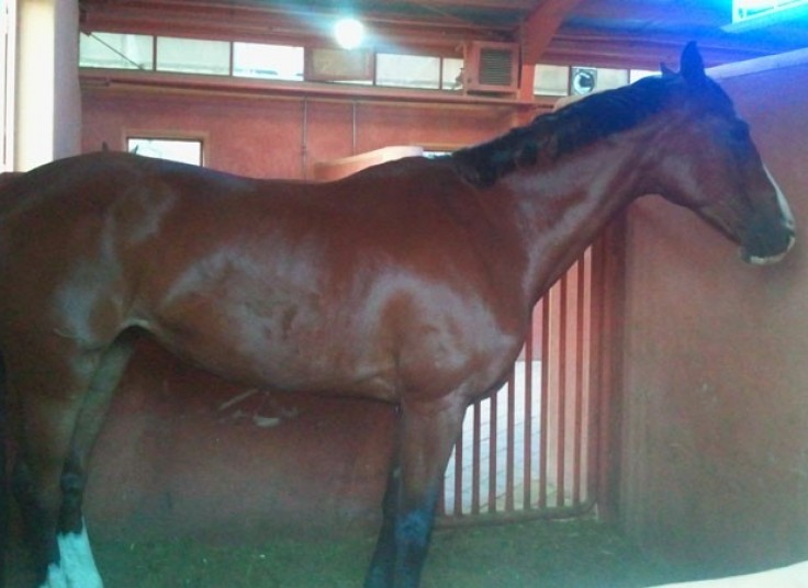 تور یک روزه آموزش حرفه ای سوارکاری